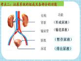 单元复习05 人体内废物的排出【知识梳理】——2022-2023学年人教版生物七年级下册单元综合复习课件PPT