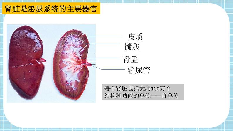 单元复习05 人体内废物的排出【知识梳理】——2022-2023学年人教版生物七年级下册单元综合复习课件PPT第6页