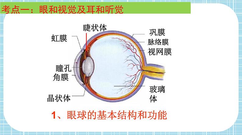 单元复习06 人体生命活动的调节【知识梳理】——2022-2023学年人教版生物七年级下册单元综合复习课件PPT03