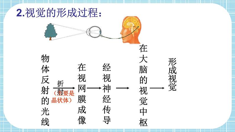 单元复习06 人体生命活动的调节【知识梳理】——2022-2023学年人教版生物七年级下册单元综合复习课件PPT05