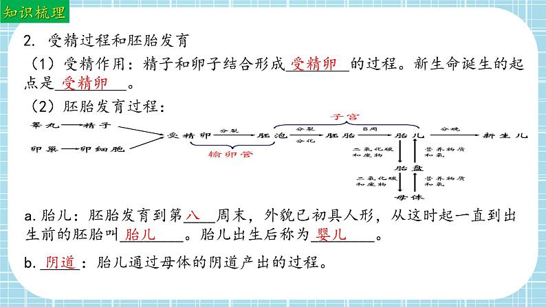 单元复习01 人的生殖和发育（复习课件）——2022-2023学年人教版生物七年级下册单元综合复习07