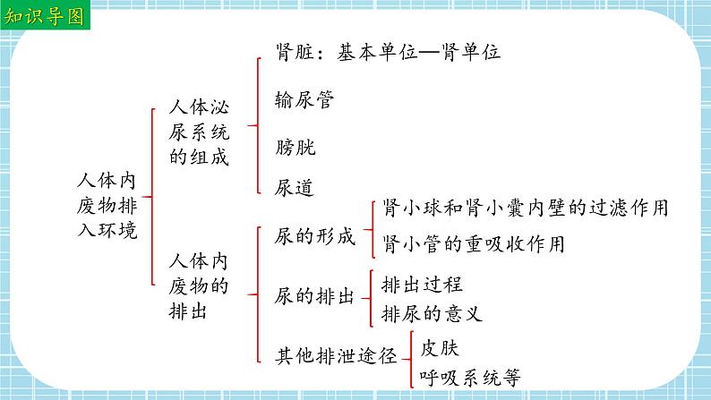 单元复习04 人体内废物排入环境（复习课件）——2022-2023学年人教版生物七年级下册单元综合复习03