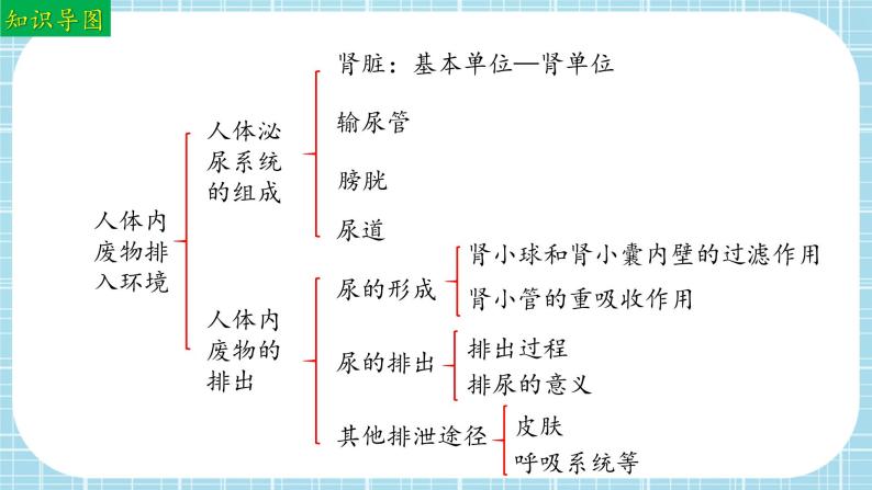 单元复习04 人体内废物排入环境（复习课件）——2022-2023学年人教版生物七年级下册单元综合复习03