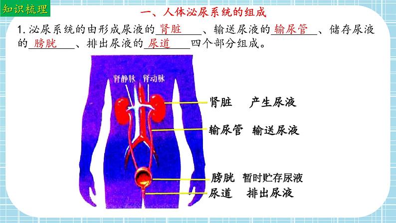 单元复习04 人体内废物排入环境（复习课件）——2022-2023学年人教版生物七年级下册单元综合复习05