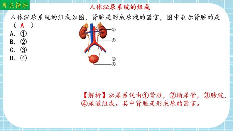 单元复习04 人体内废物排入环境（复习课件）——2022-2023学年人教版生物七年级下册单元综合复习07