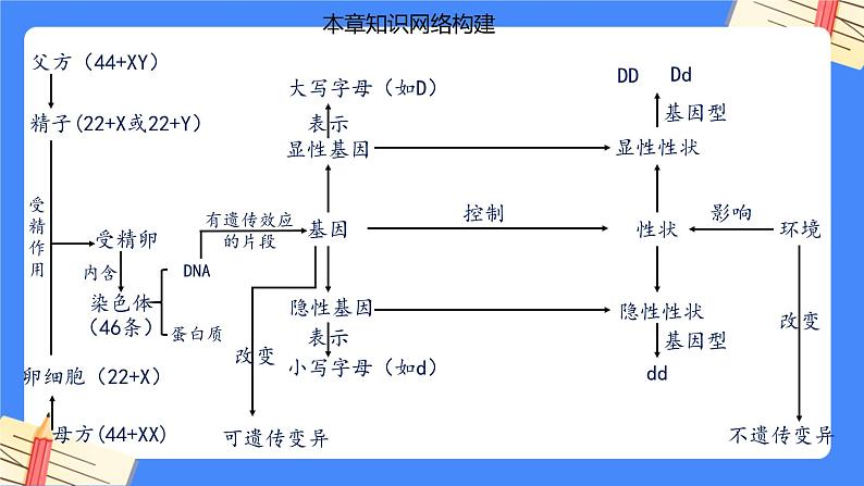 第七单元第2章 生物的遗传与变异（复习课件）- 2022-2023学年人教版生物八年级下册单元综合复习02