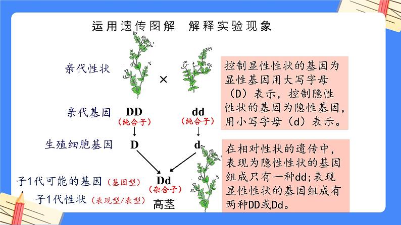 第七单元第2章 生物的遗传与变异（复习课件）- 2022-2023学年人教版生物八年级下册单元综合复习07