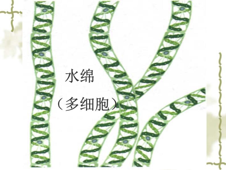 3.1.1藻类植物  初中生物课件ppt06