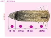 第二节　植株的生长  人教版初中生物课件ppt