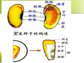 第三节种子植物  人教版初中生物课件ppt