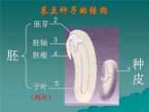 第三节种子植物  人教版初中生物课件ppt