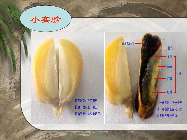 第三节种子植物  人教版初中生物课件ppt第8页