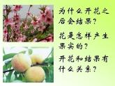 开花和结果PPT课件  人教版初中生物课件ppt