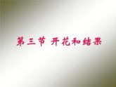 开花和结果PPT课件  人教版初中生物课件ppt