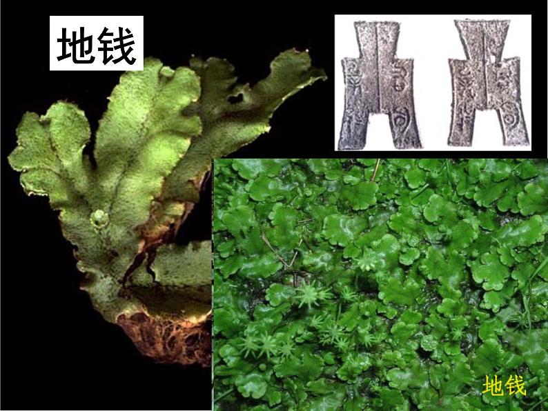 苔藓  人教版初中生物课件ppt第6页