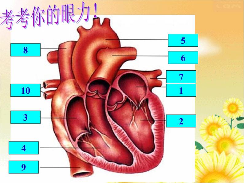 心脏的结构和功能  人教版初中生物课件ppt01