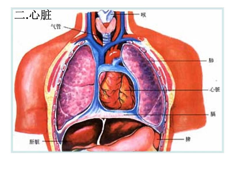 心脏的结构和功能  人教版初中生物课件ppt02