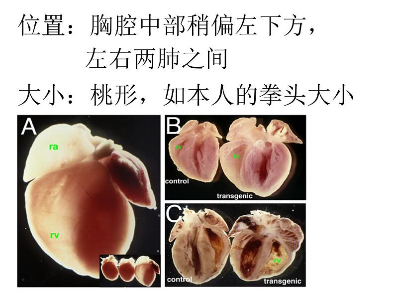 心脏的结构和功能  人教版初中生物课件ppt03