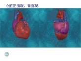 心脏的结构和功能  人教版初中生物课件ppt