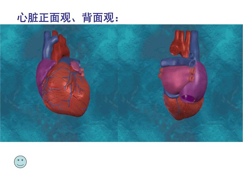 心脏的结构和功能  人教版初中生物课件ppt04