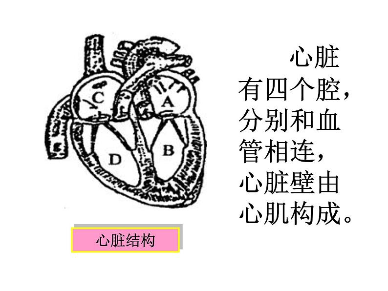 心脏的结构和功能  人教版初中生物课件ppt05