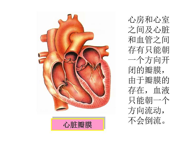 心脏的结构和功能  人教版初中生物课件ppt06