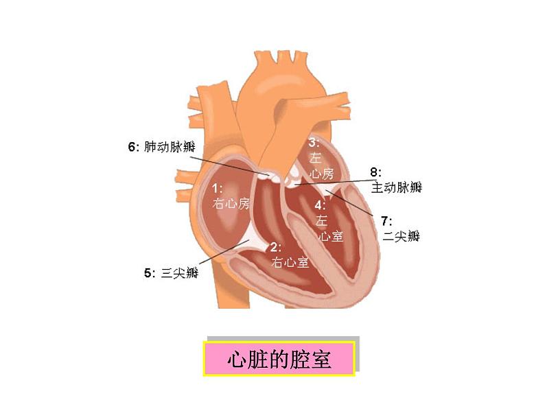 心脏的结构和功能  人教版初中生物课件ppt07