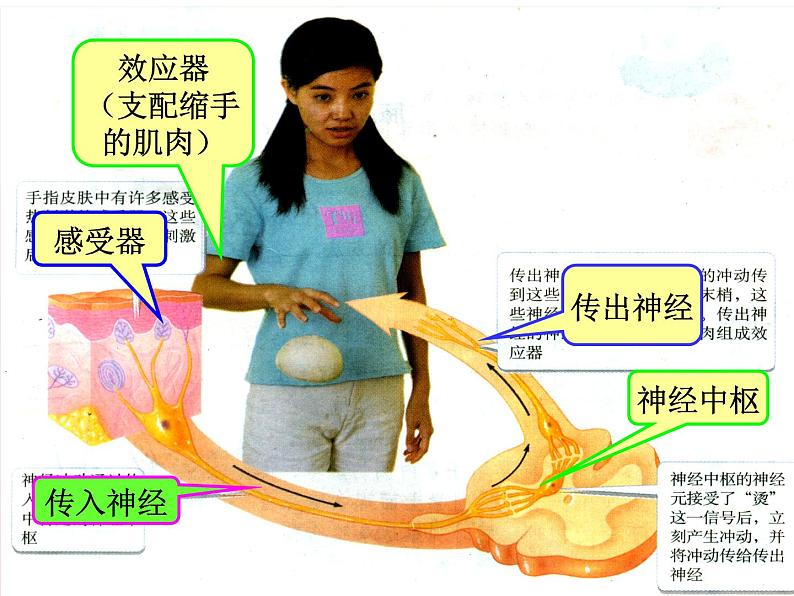 神经调节的基本方式课件  苏教版初中生物课件ppt第7页