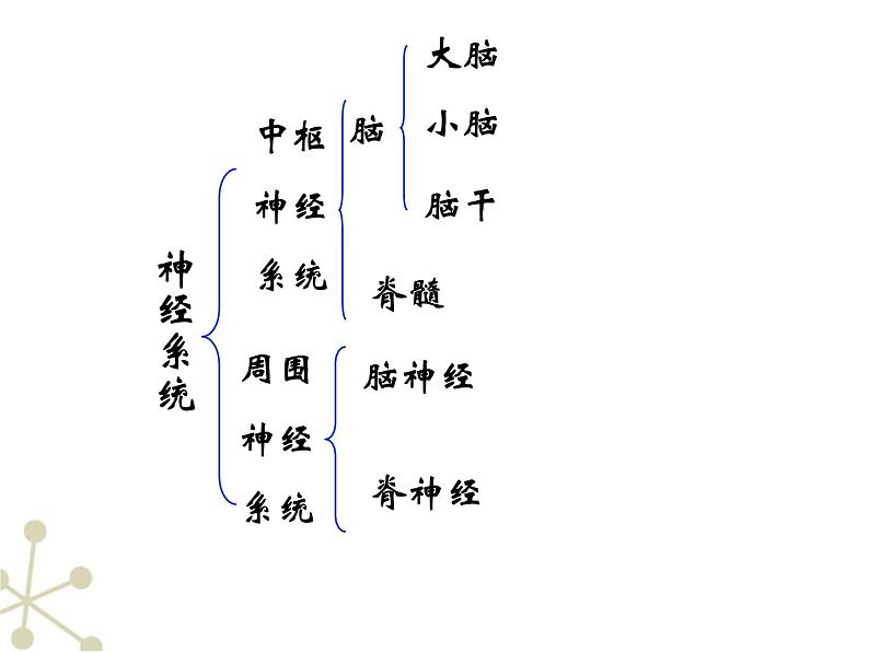 神经系统的组成ppt  人教版初中生物课件ppt05