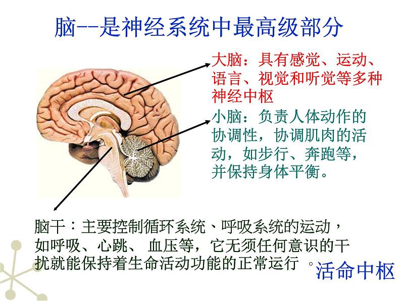 神经系统的组成ppt  人教版初中生物课件ppt07