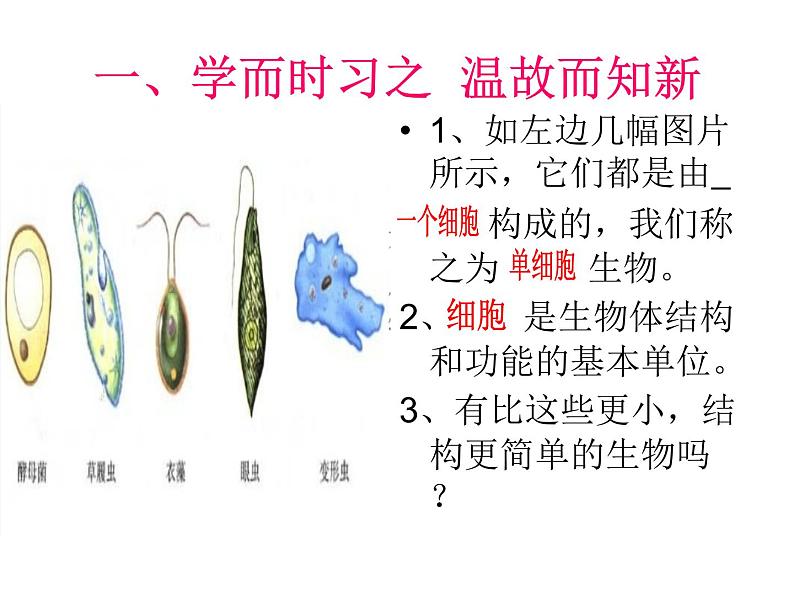 初二病毒  人教版初中生物课件ppt02