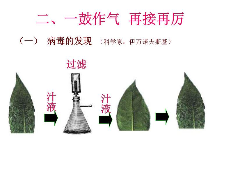 初二病毒  人教版初中生物课件ppt03