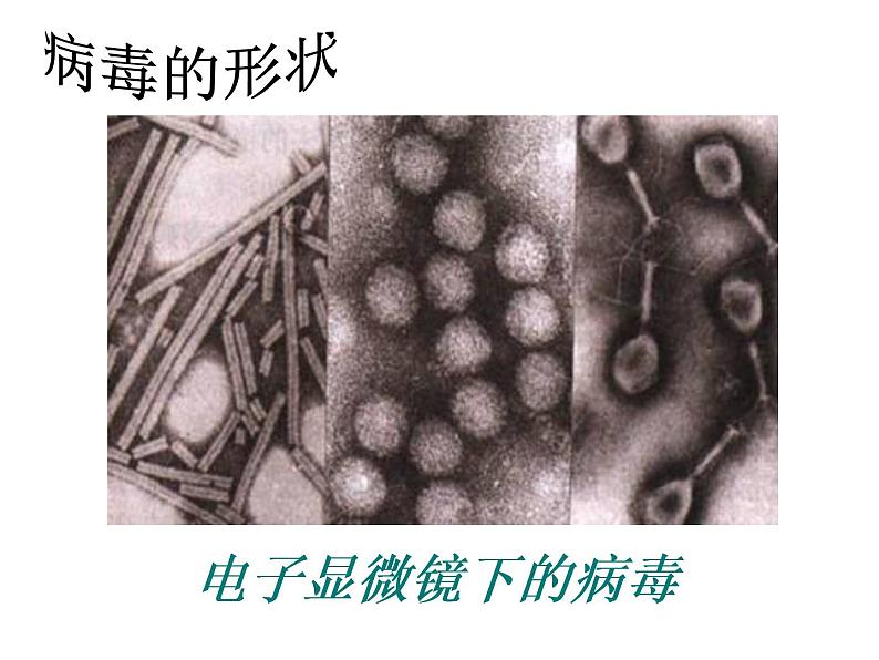 初二病毒  人教版初中生物课件ppt07