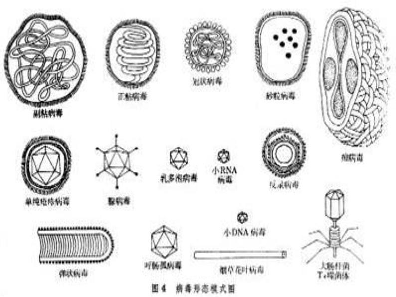 初二病毒  人教版初中生物课件ppt08