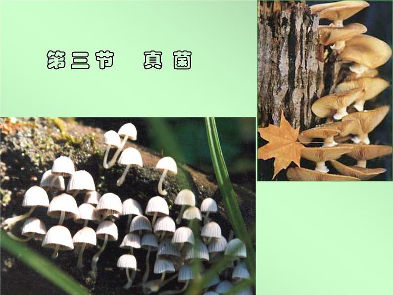 讲课真菌  人教版初中生物课件ppt01