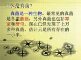 讲课真菌  人教版初中生物课件ppt