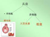讲课真菌  人教版初中生物课件ppt