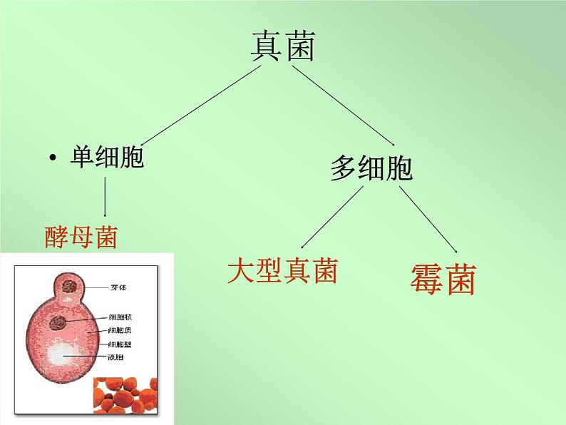 讲课真菌  人教版初中生物课件ppt03