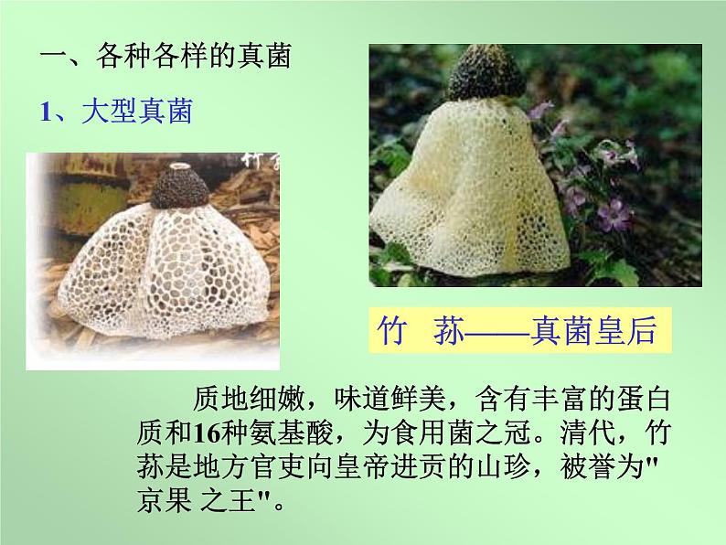 讲课真菌  人教版初中生物课件ppt04