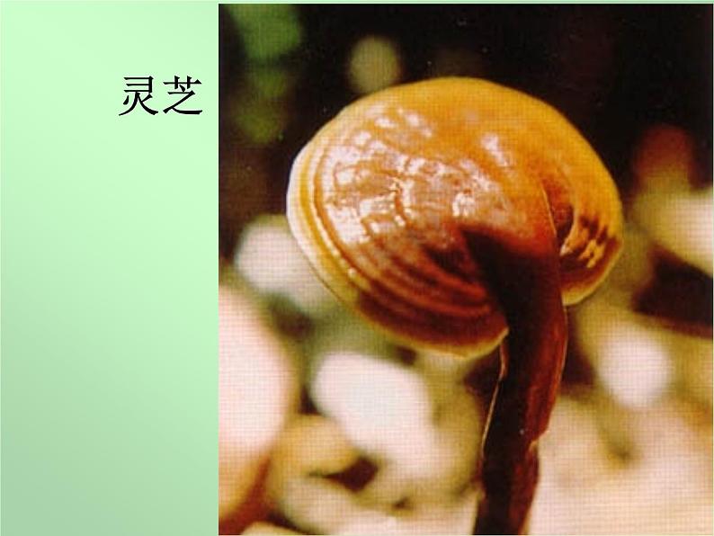 讲课真菌  人教版初中生物课件ppt06