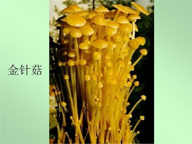 讲课真菌  人教版初中生物课件ppt07