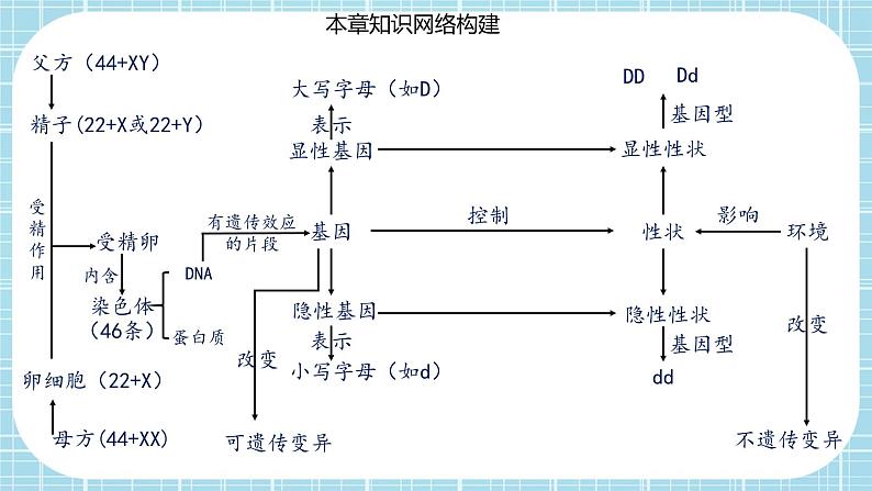 第七单元第2章 生物的遗传与变异（复习课件）- 2022-2023学年人教版生物八年级下册单元综合复习02