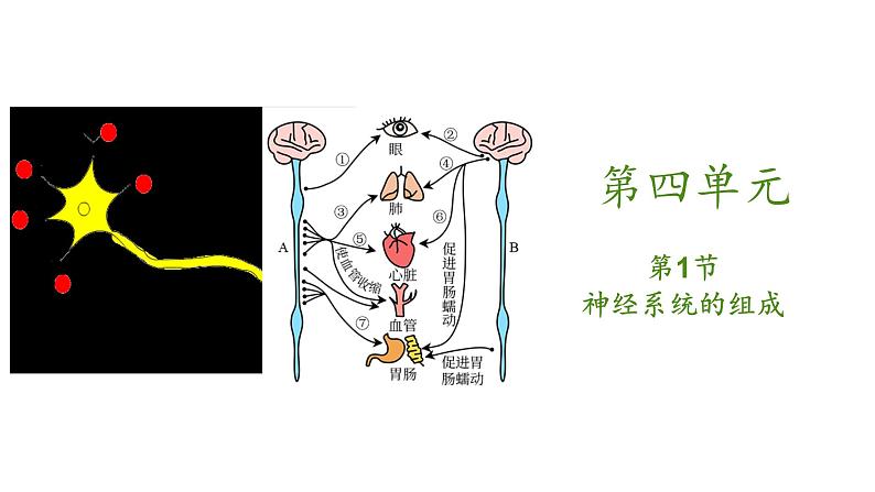 4.6.2神经系统的组成（教学课件）七年级生物下册同步01