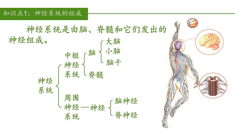 4.6.2神经系统的组成（教学课件）七年级生物下册同步08