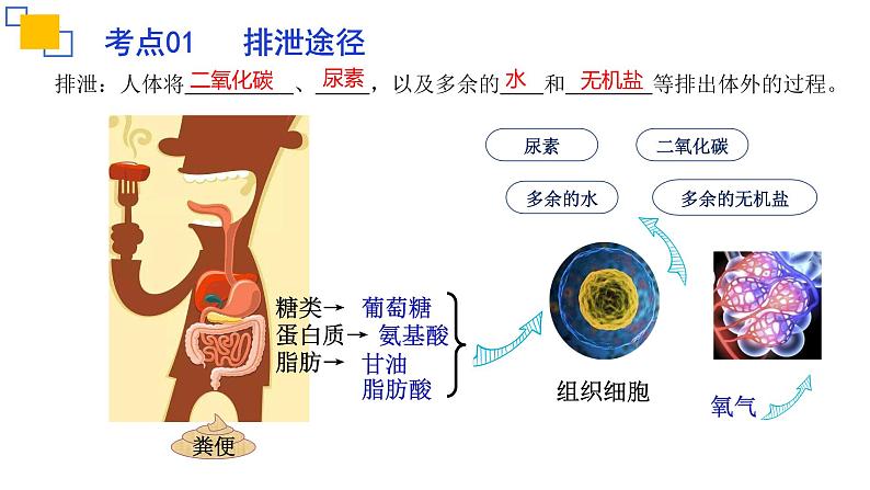 专题13人体内废物的排出课件PPT第4页