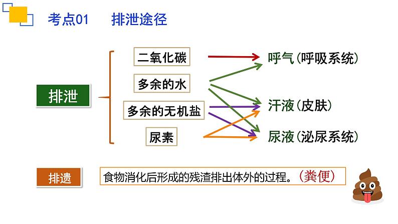 专题13人体内废物的排出课件PPT第5页