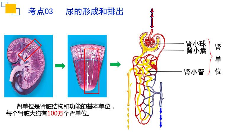 专题13人体内废物的排出课件PPT第7页