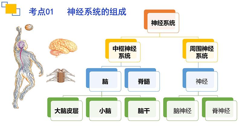 专题14人体生命活动的调节（二）课件PPT04