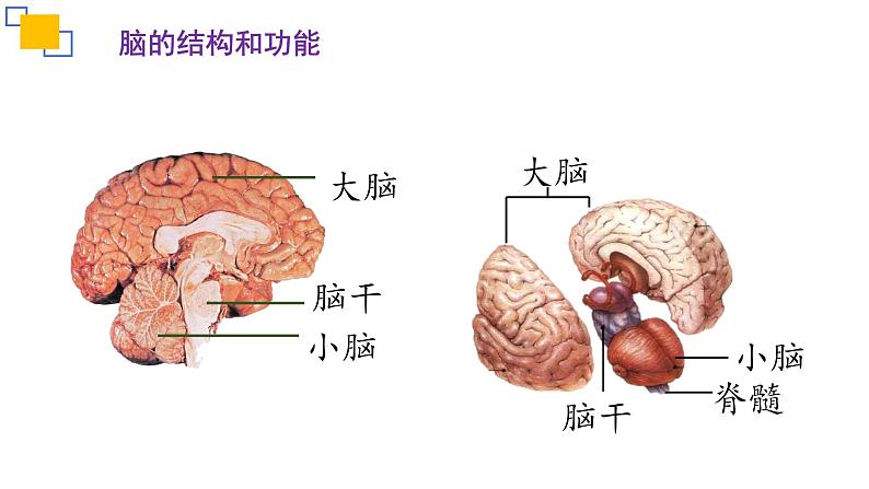 专题14人体生命活动的调节（二）课件PPT05