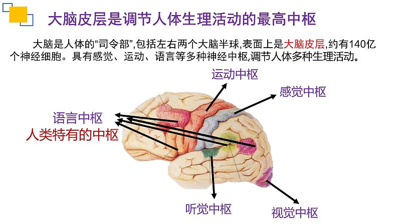 专题14人体生命活动的调节（二）课件PPT06